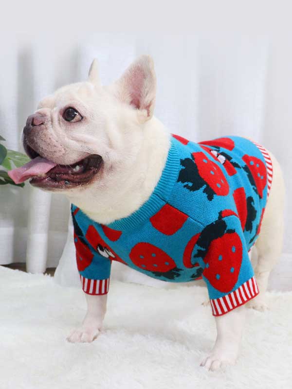 New autumn and winter dog clothes bulldog sweater strawberry cartoon short body fat dog method fighting autumn sweater 107-222041 www.petgoodsfactory.com
