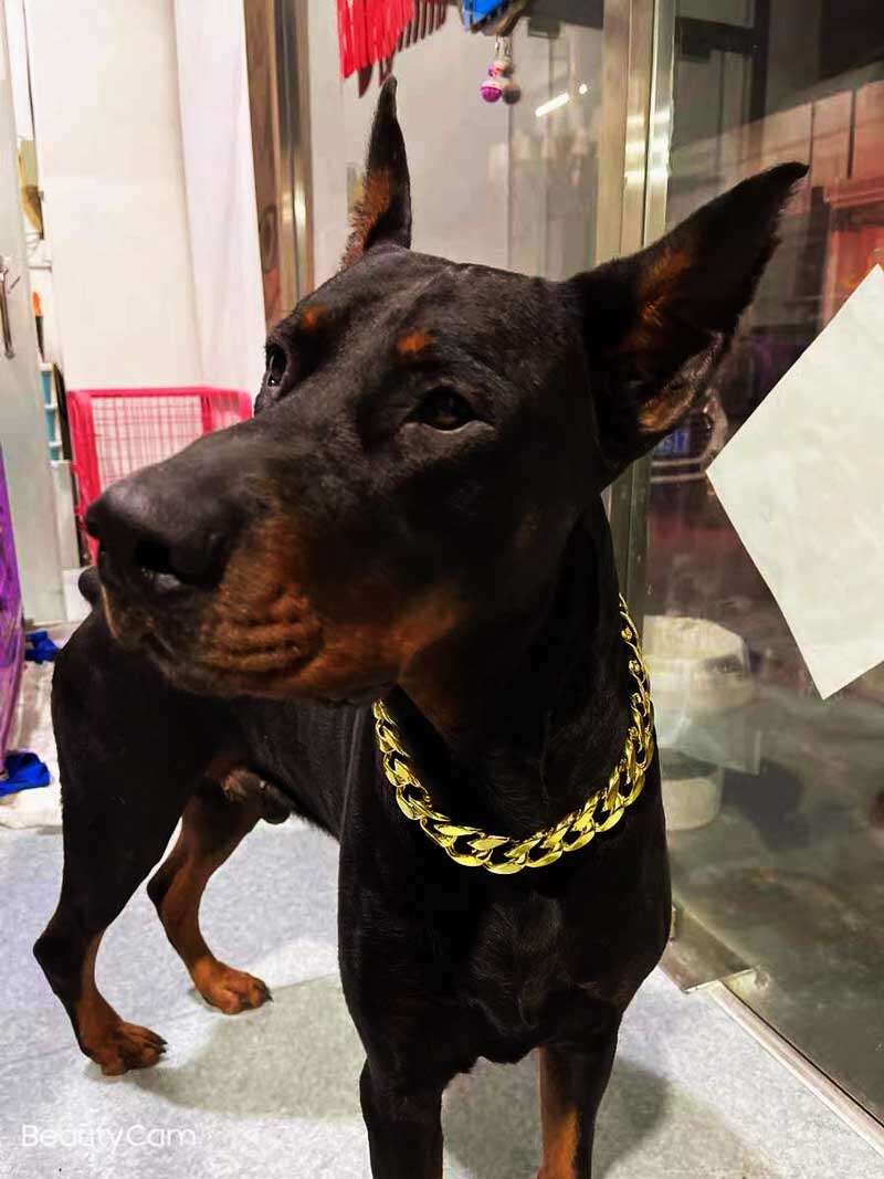 Factory Wholesale Dog Necklace Collars Gold Chain