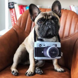 New Pet Products 2020 Pet Plush Toy Dog Camera Photo Props For Pet www.petgoodsfactory.com